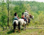 Spotted Horse Ranch