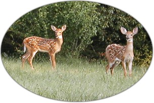 Hocking Hills whitetail deer